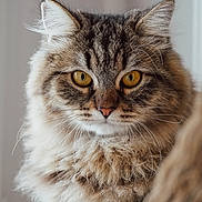 Yuna a rejoint le concours — aidez-le/la à gagner de superbes lots ! animal, cat, close_up, cute, domestic_cat, ears, feline, fluffy, focused, fur, golden_eyes, indoor, long_hair, looking, muzzle, nose, pet, portrait, soft_fur, whiskers