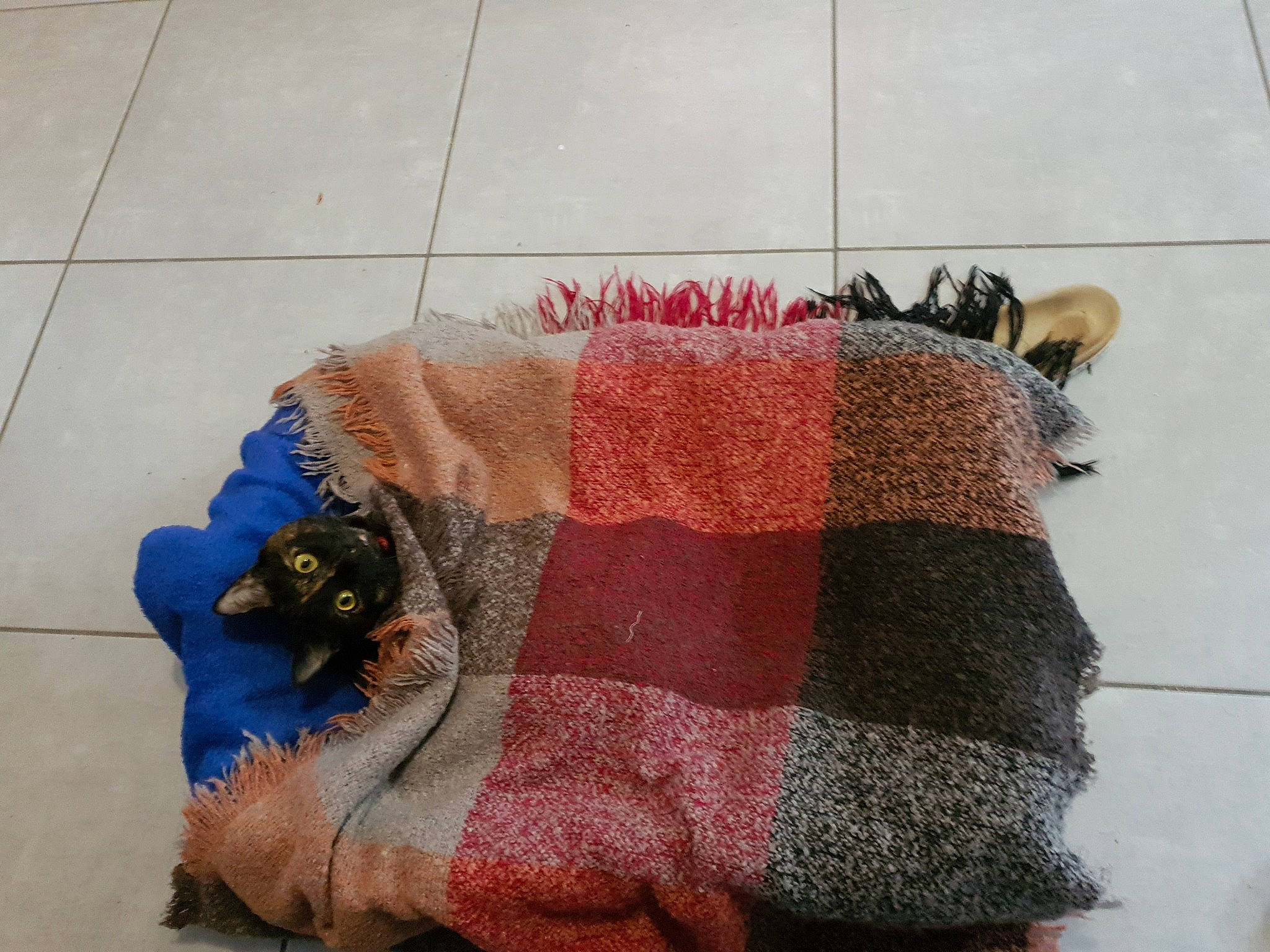 Praline a rejoint le concours — aidez-le/la à gagner de superbes lots ! art, craft, creative_arts, crochet, electric_blue, fashion_accessory, flooring, fur, magenta, needlework, pattern, rectangle, sleeve, textile, thread, weaving, wood, wool, woolen, wrist