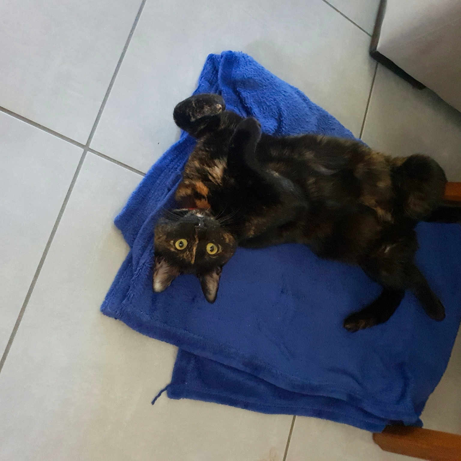 Praline