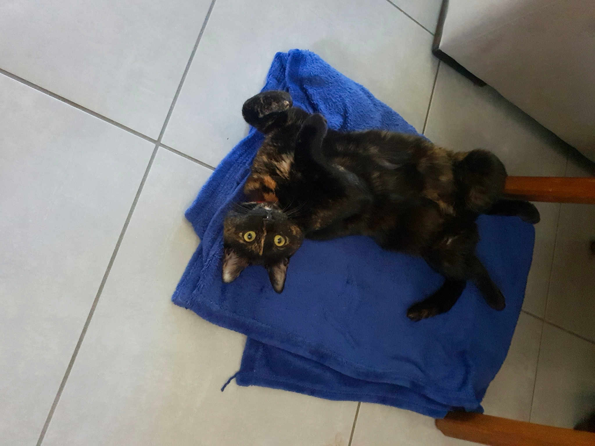 Praline