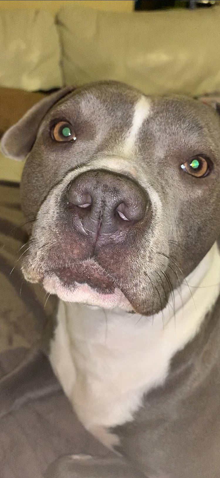 Biggy participe au concours pour gagner de l'argent avec cette photo : canidae, carnivore, collar, companion_dog, dog, dog_breed, fawn, grey, iris, jaw, mammal, neck, organ, skin, snout, tongue, vertebrate, whiskers, working_animal, working_dog