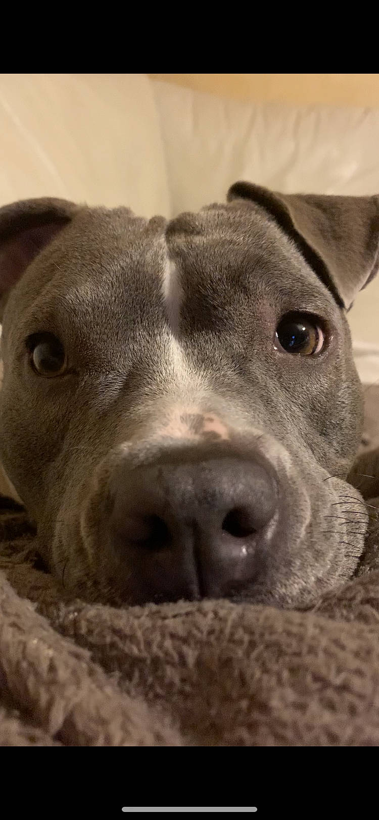 Biggy participe au concours pour gagner de l'argent avec cette photo : beige, carnivore, close_up, companion_dog, dog_breed, fawn, iris, jaw, organ, organism, skin, snout, terrestrial_animal, vertebrate, whiskers, working_animal