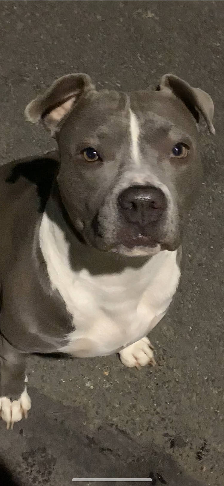 Biggy participe au concours pour gagner de l'argent avec cette photo : canidae, carnivore, companion_dog, dog, dog_breed, fawn, grey, jaw, mammal, neck, non_sporting_group, organ, pit_bull, skin, snout, staffordshire_bull_terrier, terrestrial_animal, whiskers, working_animal, working_dog