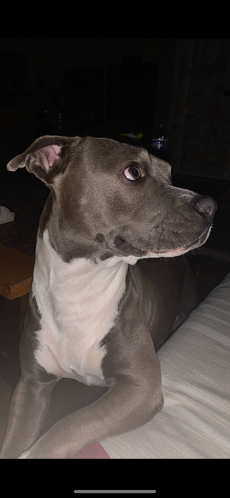 Biggy a rejoint le concours — aidez-le/la à gagner de superbes lots ! canidae, carnivore, collar, companion_dog, dog, dog_breed, dog_collar, fawn, grey, jaw, liver, neck, non_sporting_group, pet_supply, snout, sporting_group, terrier, whiskers, working_animal, working_dog