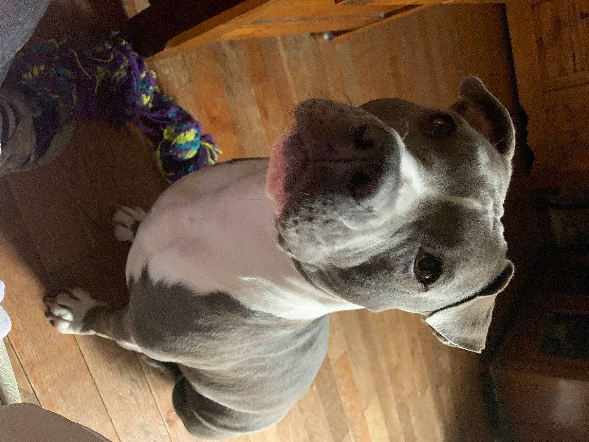 Biggy a rejoint le concours — aidez-le/la à gagner de superbes lots ! canidae, carnivore, collar, companion_dog, dog, dog_breed, dog_supply, fawn, floor, kitchen_utensil, liver, non_sporting_group, pet_supply, pit_bull, snout, sporting_group, whiskers, wood_stain, working_animal, working_dog