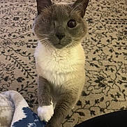 Willie is registered to the contest to win money with this photo: cat, kitten, gray_fur, white_fur, blue_eyes, winking, whiskers, pointed_ears, sitting, paws, blanket, rug, indoor, pet, portrait, close_up, feline, cozy, patterned_background, playful