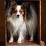 papillon, dog, pet, long_hair, wooden_box, box, portrait, studio, brown_background, paws, eyes, ears, fur, white_fur, brown_fur, cute, canine, small_dog, rustic, vintage