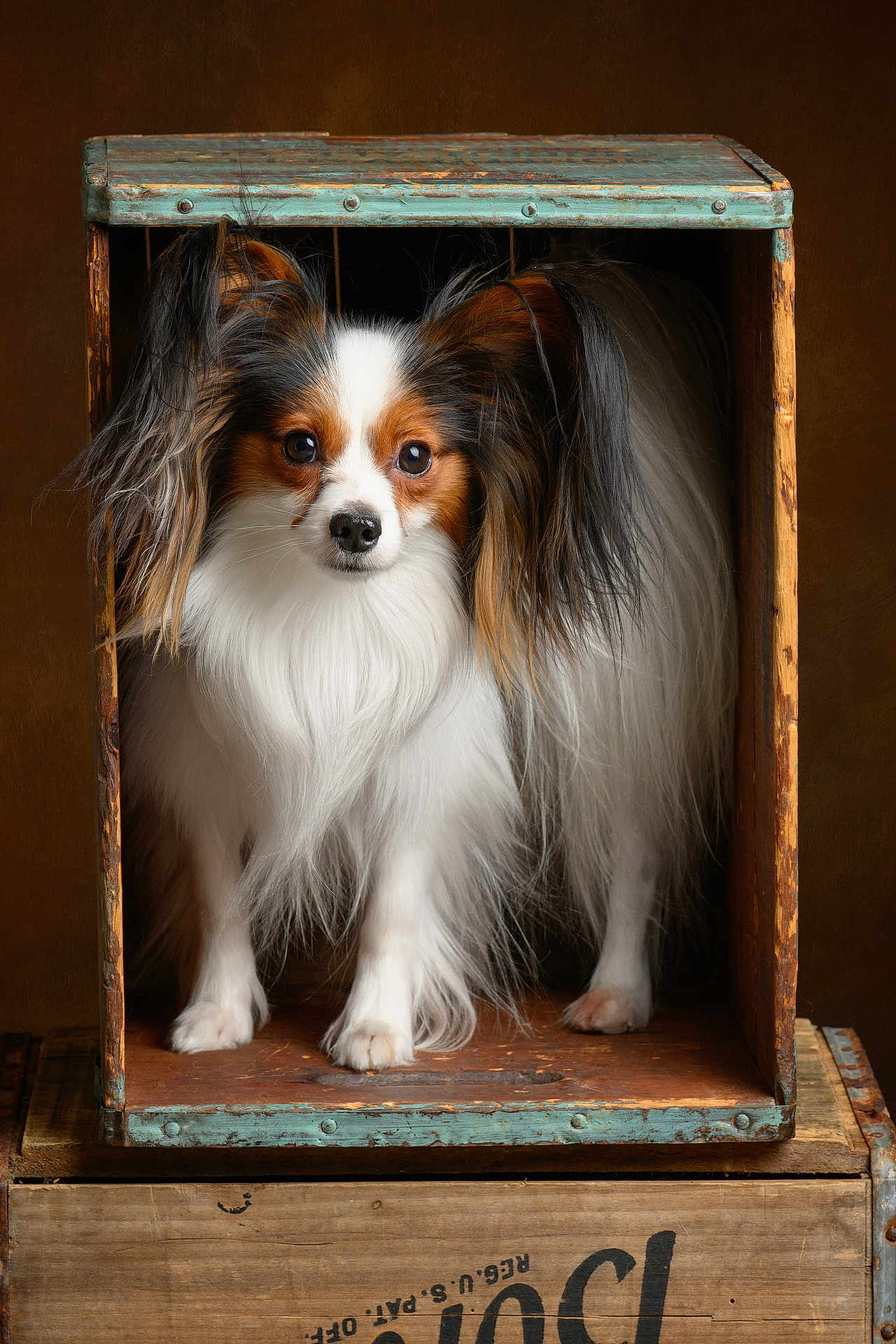 Henri is registered to the contest to win money with this photo: papillon, dog, pet, long_hair, wooden_box, box, portrait, studio, brown_background, paws, eyes, ears, fur, white_fur, brown_fur, cute, canine, small_dog, rustic, vintage