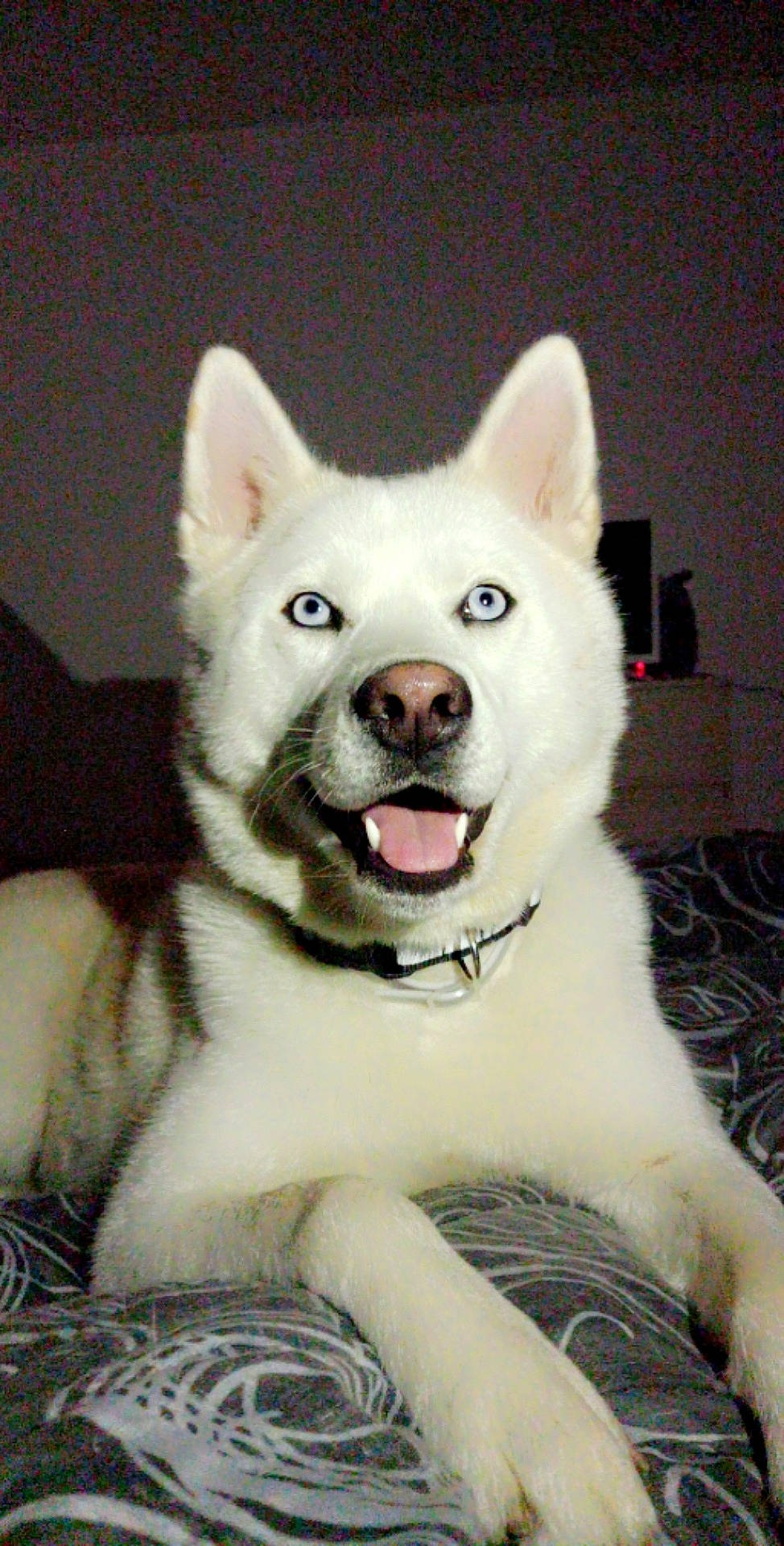 Rina participe au concours pour gagner de l'argent avec cette photo : ancient_dog_breeds, canidae, canis, carnivore, companion_dog, dog, dog_breed, eye, fang, fur, jaw, non_sporting_group, plant, smile, snout, terrestrial_animal, whiskers, working_animal, working_dog