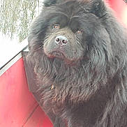 Coal is registered to the contest to win money with this photo: dog, black_dog, fluffy, long_hair, boat, red_boat, outdoor, pet, animal, canine, fur, portrait, sitting, nature, water, calm, closeup, cute, domestic_animal, mammal