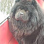 dog, black_dog, fluffy, long_hair, boat, red_boat, outdoor, pet, animal, canine, fur, portrait, sitting, nature, water, calm, closeup, cute, domestic_animal, mammal