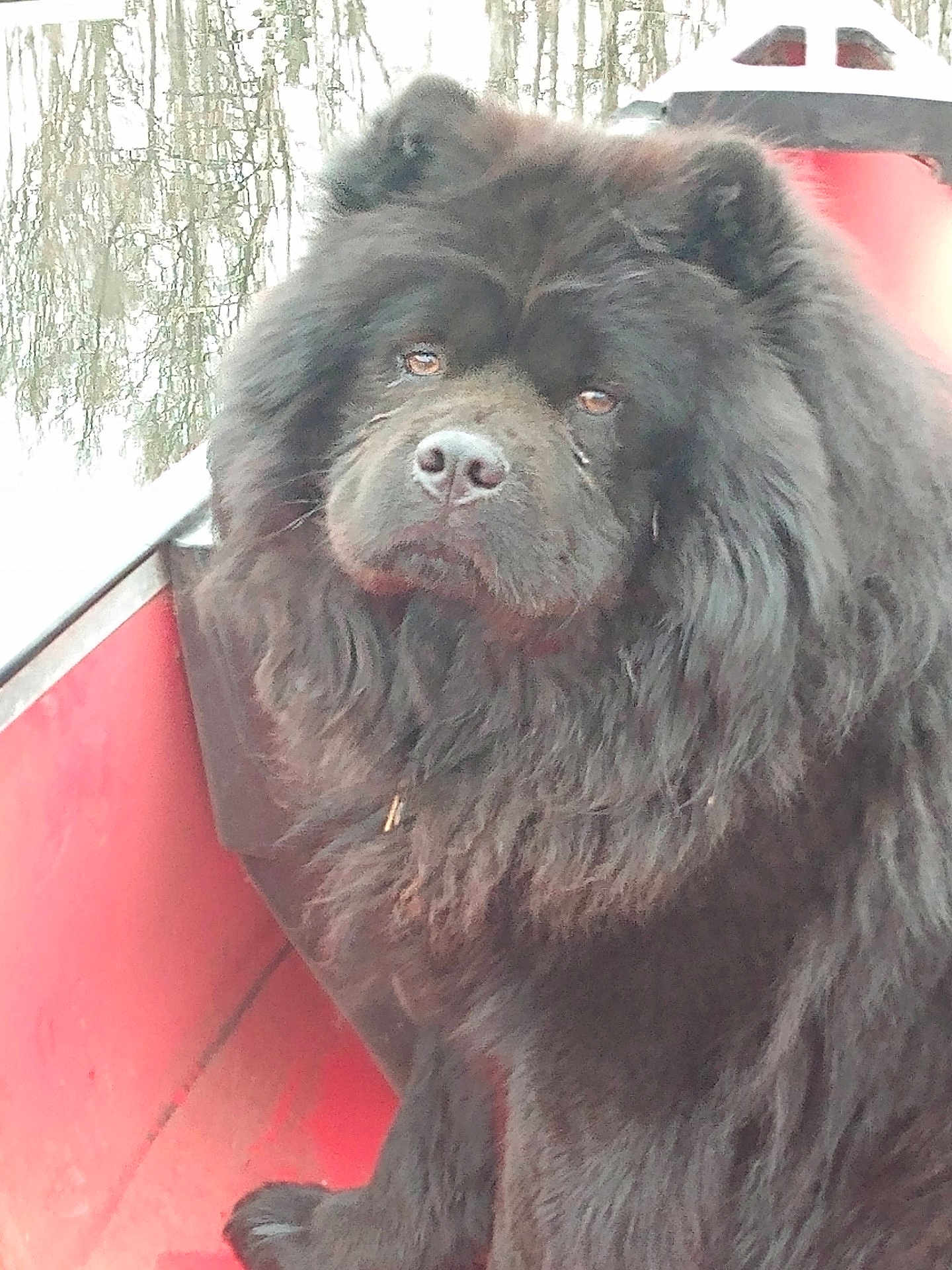 Coal