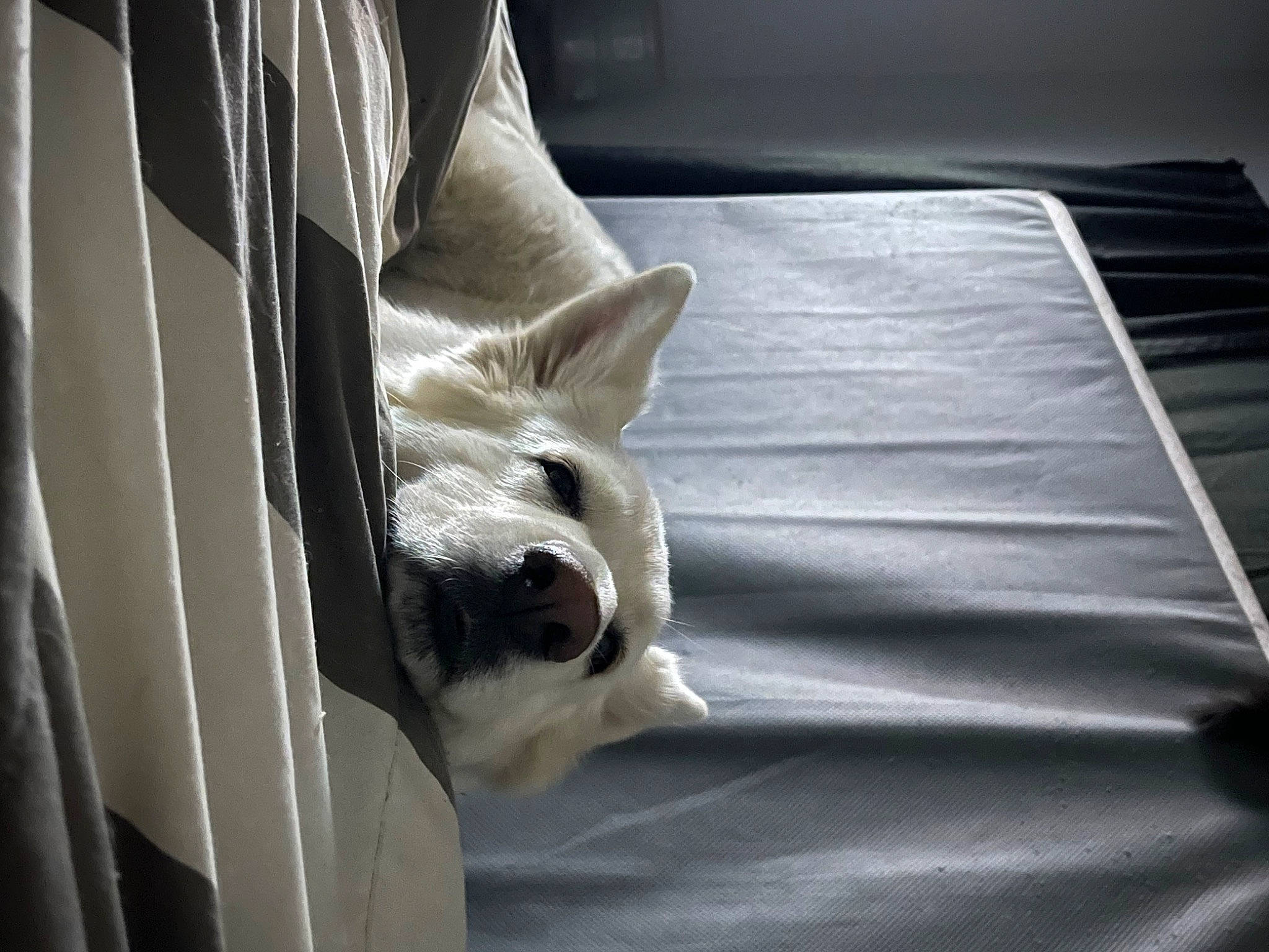 Freya is registered to the contest to win money with this photo: bedding, carnivore, comfort, companion_dog, couch, dog, dog_breed, fawn, felidae, grey, linens, room, snout, sporting_group, textile, tints_and_shades, toy_dog, whiskers, wood, working_animal