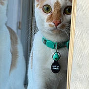 Khloe Jo joined the competition — help win amazing prizes! bell, cat, close_up, collar, curtain, cute, feline, fur, green_eyes, indoor, looking_at_camera, nose, orange_and_white, pet, portrait, reflection, sitting, tag, whiskers, window
