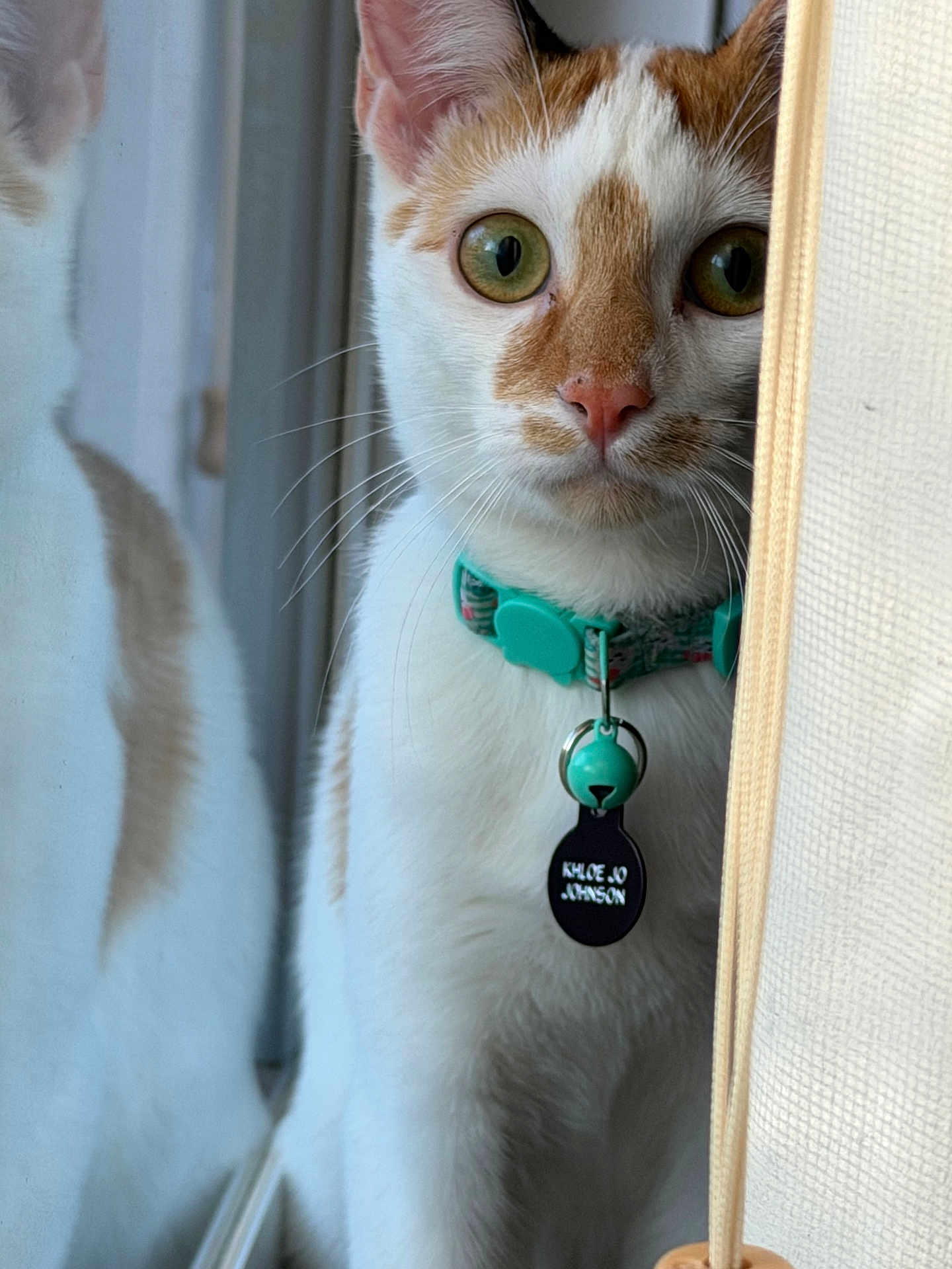 Khloe Jo joined the competition — help win amazing prizes! bell, cat, close_up, collar, curtain, cute, feline, fur, green_eyes, indoor, looking_at_camera, nose, orange_and_white, pet, portrait, reflection, sitting, tag, whiskers, window