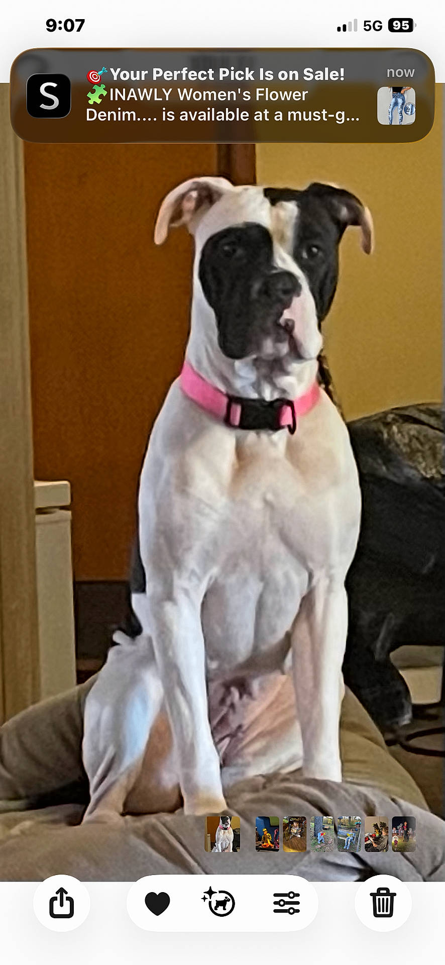 Maci joined the competition — help win amazing prizes! animal, bed, black_and_white, blanket, couch, dog, floppy_ears, furniture, gallery_interface, great_dane, indoors, living_room, notification, pet, phone_screenshot, pink_collar, portrait, short_hair, sitting, spotted