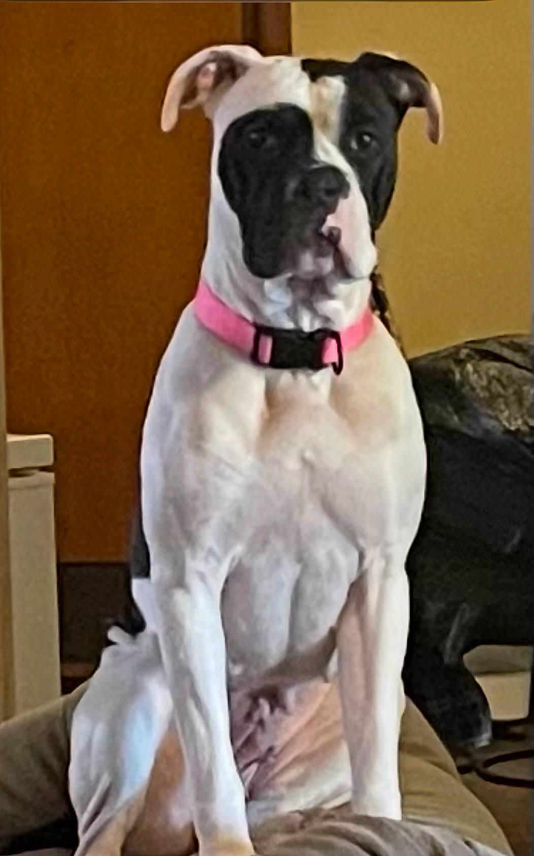 Maci is registered to the contest to win money with this photo: animal, black_and_white, black_fur, blanket, companion, cushion, dog, floppy_ears, front_view, furniture, home, indoors, pet, pink_collar, portrait, room, serious_expression, short_hair, sitting, white_fur