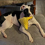 Maci is registered to the contest to win money with this photo: dog, puppy, black_and_white, pet, animal, portrait, sitting, lying_down, plush_toy, yellow_toy, cushion, chair, indoor, home, cozy, wide_eyed, floppy_ears, short_hair, relaxed, photography