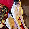 Maci joined the competition — help win amazing prizes! dog, boxer, pet, sitting, couch, sofa, blanket, pillow, indoors, living_room, portrait, white_coat, black_patches, floppy_ears, brown_eyes, long_legs, relaxed, alert, funny, companion_animal