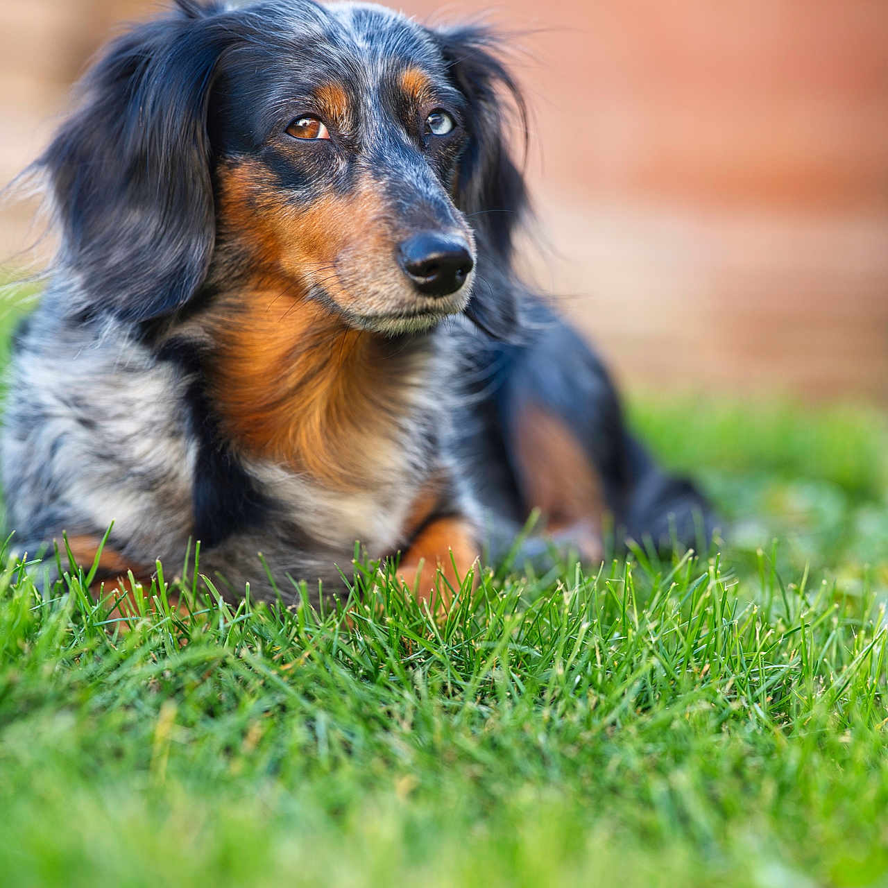 Bella participe au concours pour gagner de l'argent avec cette photo : animal, beagle, canine, cockerspaniel, collie, dog, field, grass, grassland, hound, lawn, nature, outdoors, papillon, pet, plant, pointer, puppy, snout, terrier