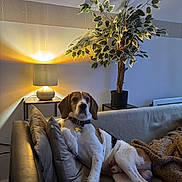 Sully a rejoint le concours — aidez-le/la à gagner de superbes lots ! dog, beagle_like, pet, couch, living_room, lamp, potted_plant, cushion, blanket, collar, tag, paws, fur, relaxed, indoors, home_decor, cozy, seated, portrait, furniture
