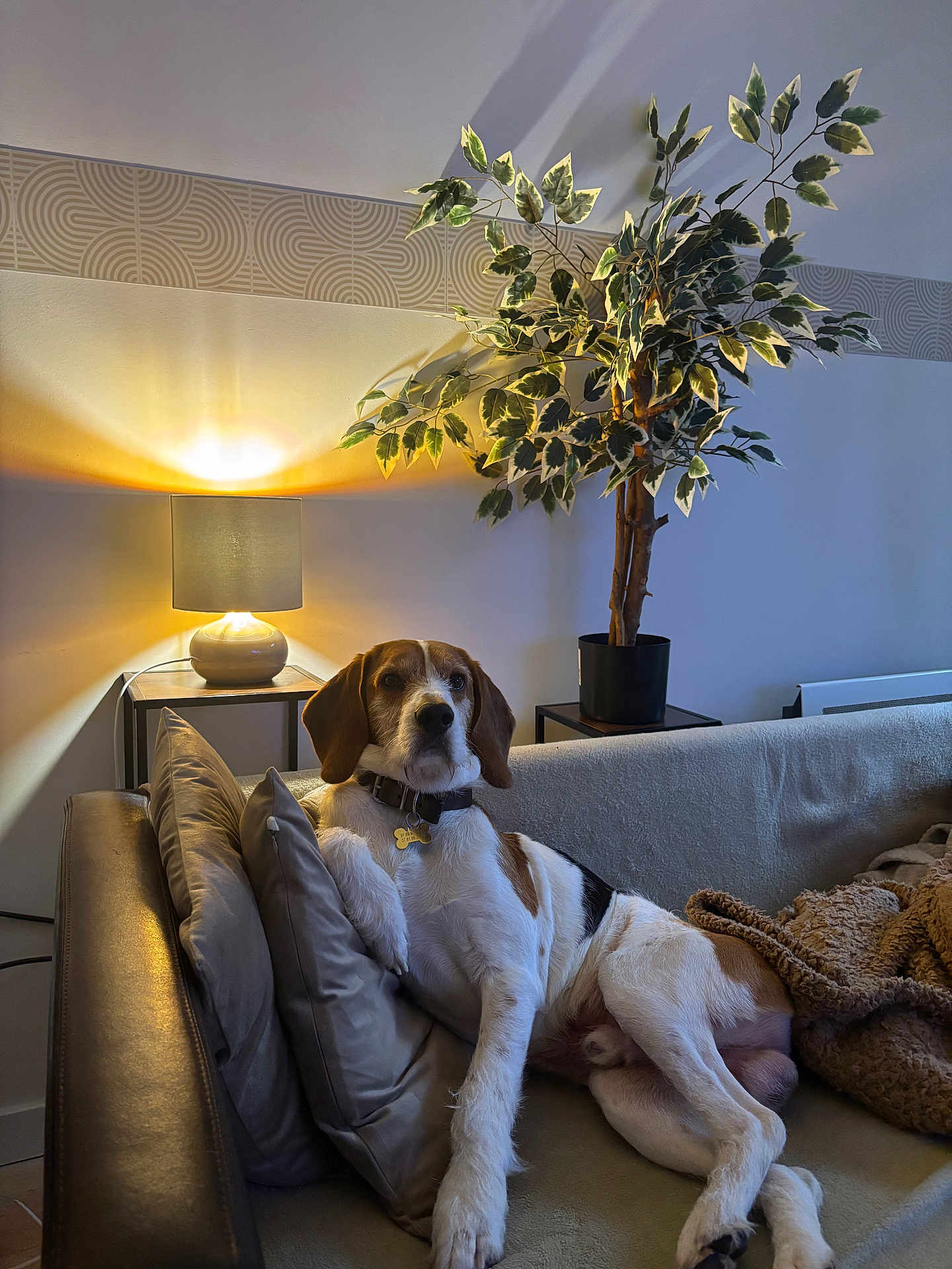 Sully a rejoint le concours — aidez-le/la à gagner de superbes lots ! dog, beagle_like, pet, couch, living_room, lamp, potted_plant, cushion, blanket, collar, tag, paws, fur, relaxed, indoors, home_decor, cozy, seated, portrait, furniture