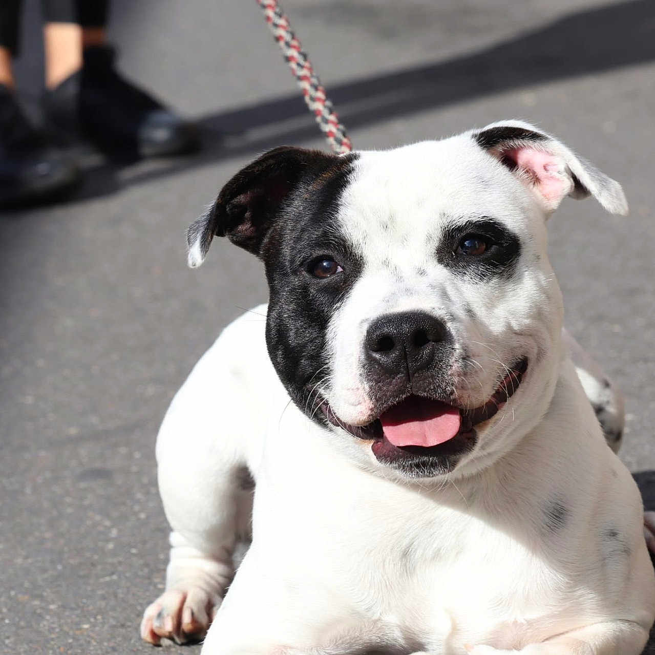 Rocky participe au concours pour gagner de l'argent avec cette photo : accessories, animal, ball, baseball, baseballball, boxer, bulldog, canine, clothing, dalmatian, dog, footwear, frenchbulldog, leash, pet, pitbull, puppy, shoe, sport, strap
