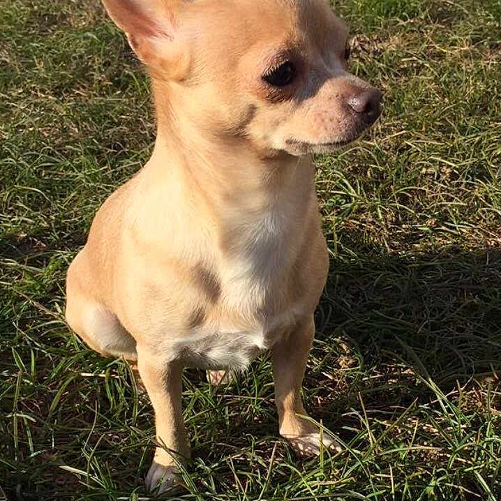 Netty a rejoint le concours — aidez-le/la à gagner de superbes lots ! alert, animal, canine, chihuahua, closeup, cute, daylight, dog, ears, friendly, grass, mammal, nature, outdoor, pet, portrait, sitting, small_dog, sunlight, tan