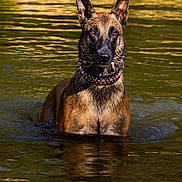 Tsouga a rejoint le concours — aidez-le/la à gagner de superbes lots ! dog, water, wet_fur, collar, studs, animal, outdoor, nature, reflection, ripples, sunlight, portrait, canine, focused, standing, majestic, brown_fur, alert, summer, lake