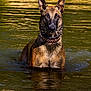 dog, water, wet_fur, collar, studs, animal, outdoor, nature, reflection, ripples, sunlight, portrait, canine, focused, standing, majestic, brown_fur, alert, summer, lake