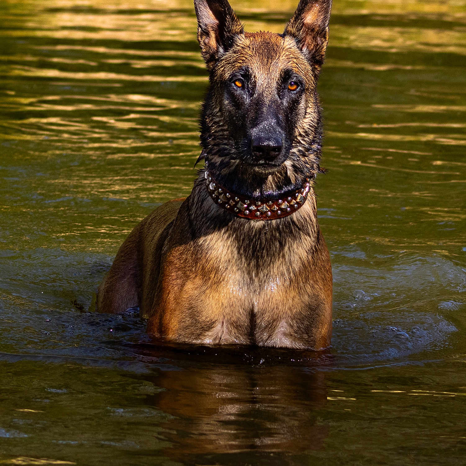 Tsouga a rejoint le concours — aidez-le/la à gagner de superbes lots ! alert, animal, brown_fur, canine, collar, dog, focused, lake, majestic, nature, outdoor, portrait, reflection, ripples, standing, studs, summer, sunlight, water, wet_fur