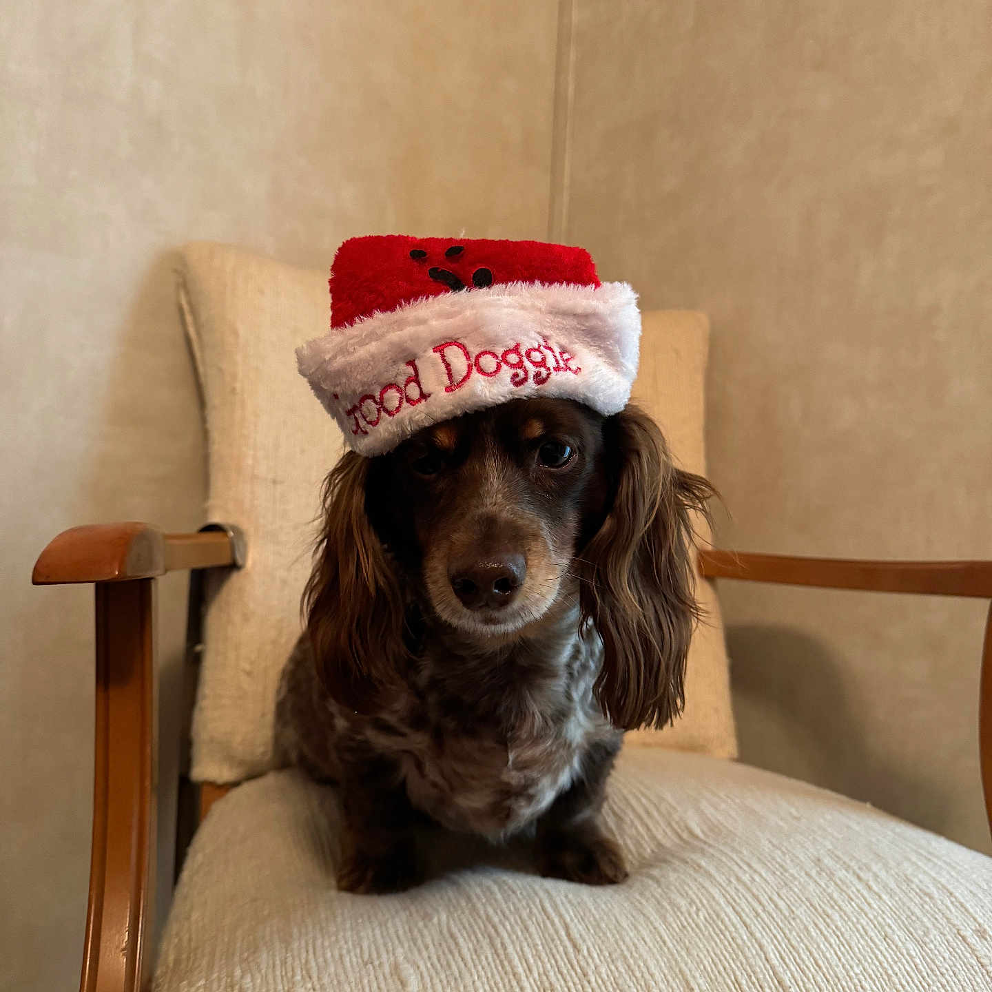Speckles Weckles joined the competition — help win amazing prizes! animal_portrait, brown_dog, chair, christmas_hat, cushion, cute, dog, domestic_animal, festive, furry, hat, home, indoor, long_ears, looking_at_camera, pet, seated, small_dog, text_on_hat, wooden_armrest