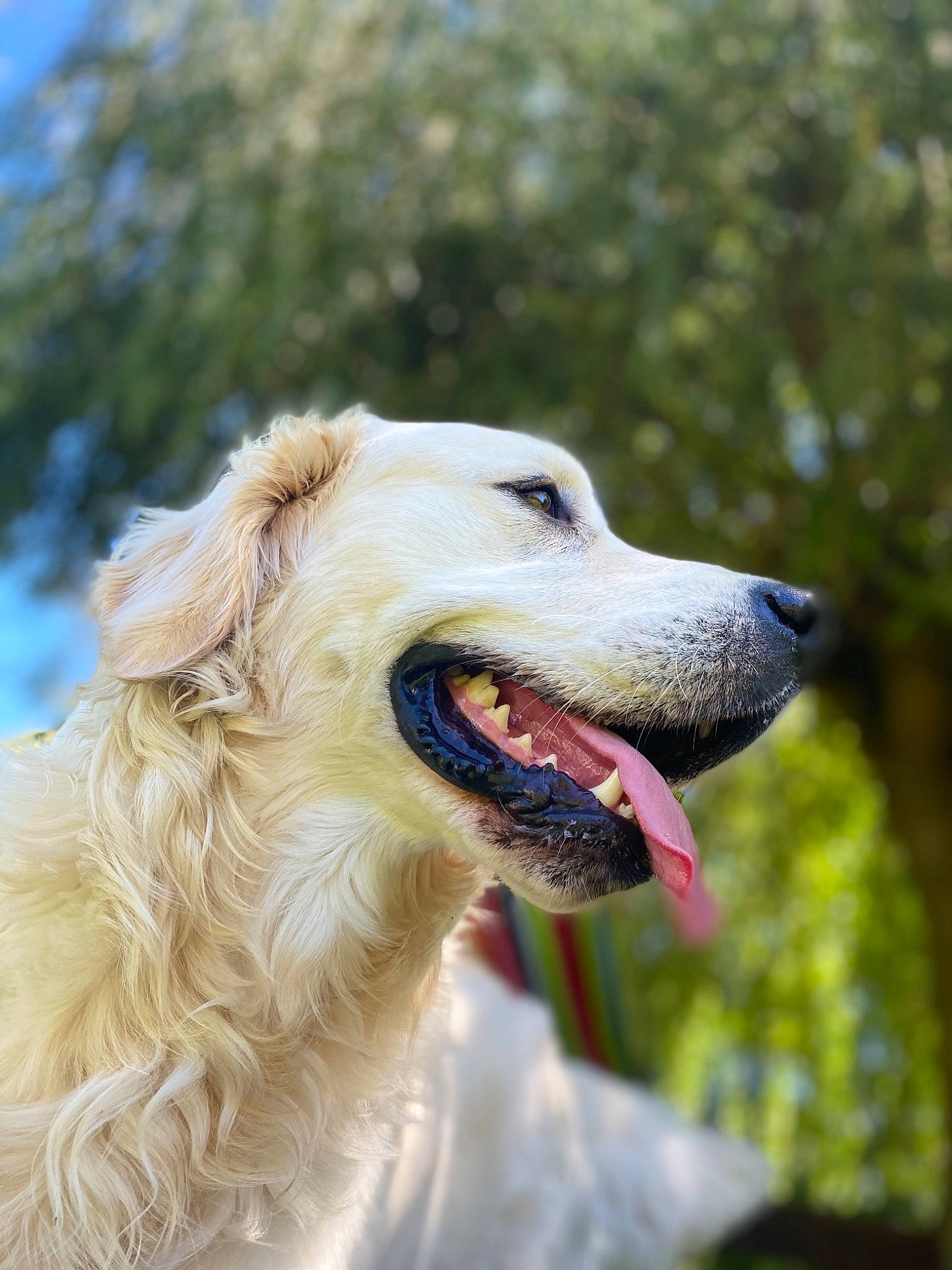 Pasha a rejoint le concours — aidez-le/la à gagner de superbes lots ! borzoi, canidae, carnivore, companion_dog, dog, dog_breed, golden_retriever, kuvasz, mammal, rare_breed_dog, saluki, silken_windhound, sporting_group, vertebrate