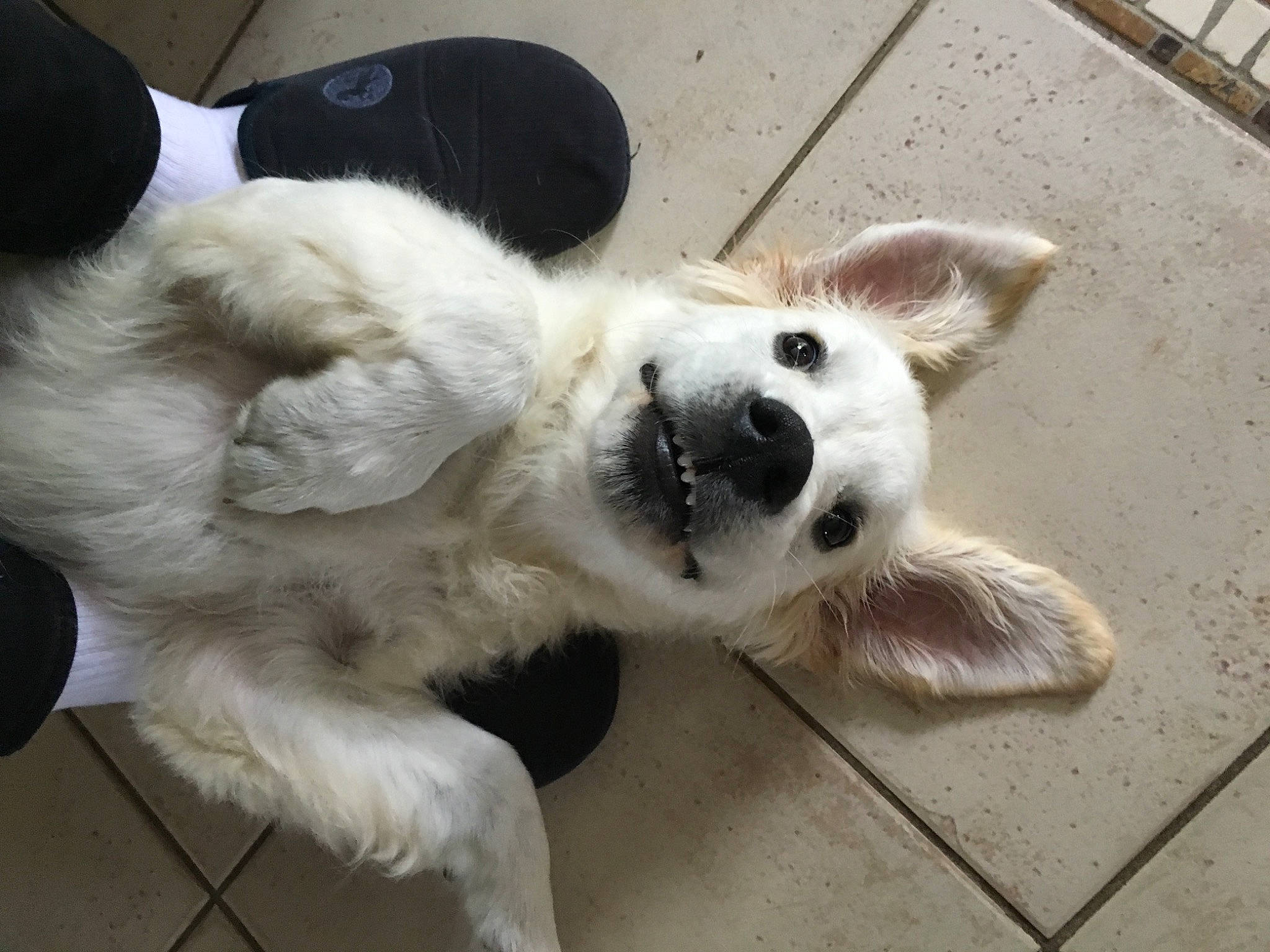 Pasha participe au concours pour gagner de l'argent avec cette photo : canidae, carnivore, companion_dog, dog, dog_breed, ear, great_pyrenees, mammal, mucuchies, nose, paw, retriever, sporting_group