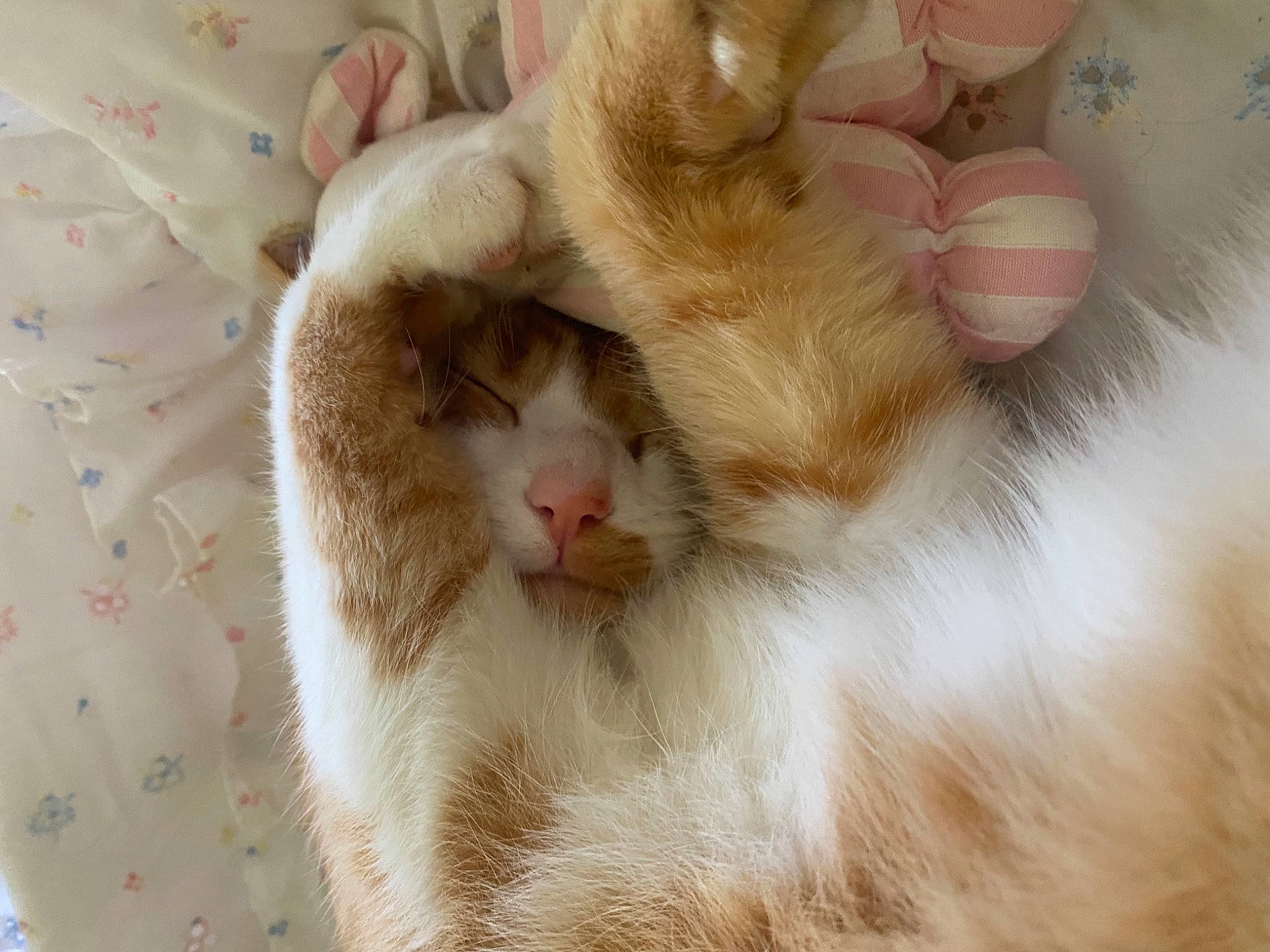 Patrick participe au concours pour gagner de l'argent avec cette photo : aegean_cat, carnivore, cat, claw, close_up, ear, fawn, felidae, fur, kitten, nose, paw, polydactyl_cat, singapura, skin, small_to_medium_sized_cats, whiskers