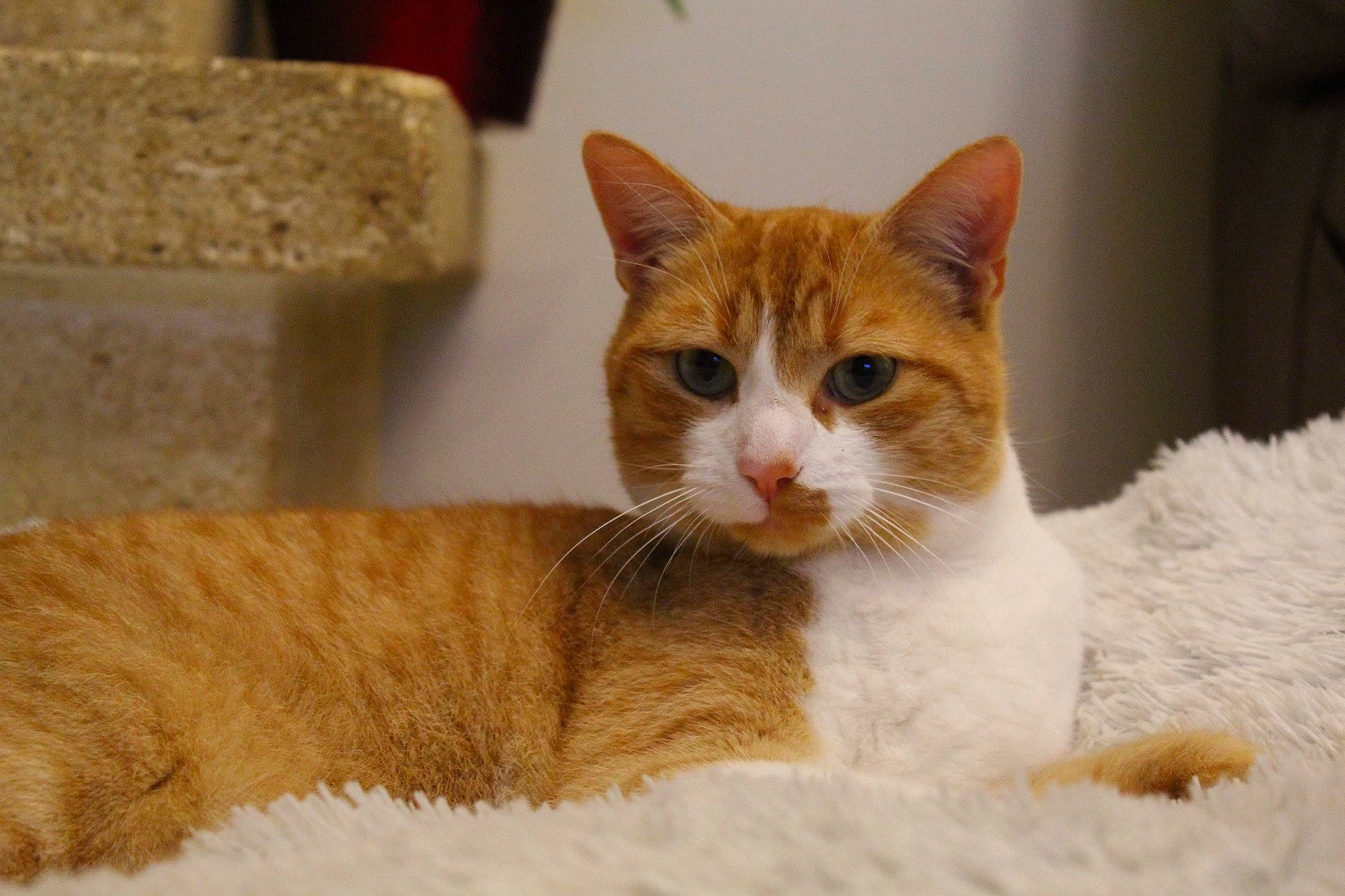 Patrick participe au concours pour gagner de l'argent avec cette photo : aegean_cat, american_wirehair, arabian_mau, asian, carnivore, cat, domestic_short_haired_cat, european_shorthair, fawn, felidae, german_rex, kitten, mammal, ojos_azules, small_to_medium_sized_cats, tabby_cat, vertebrate, whiskers