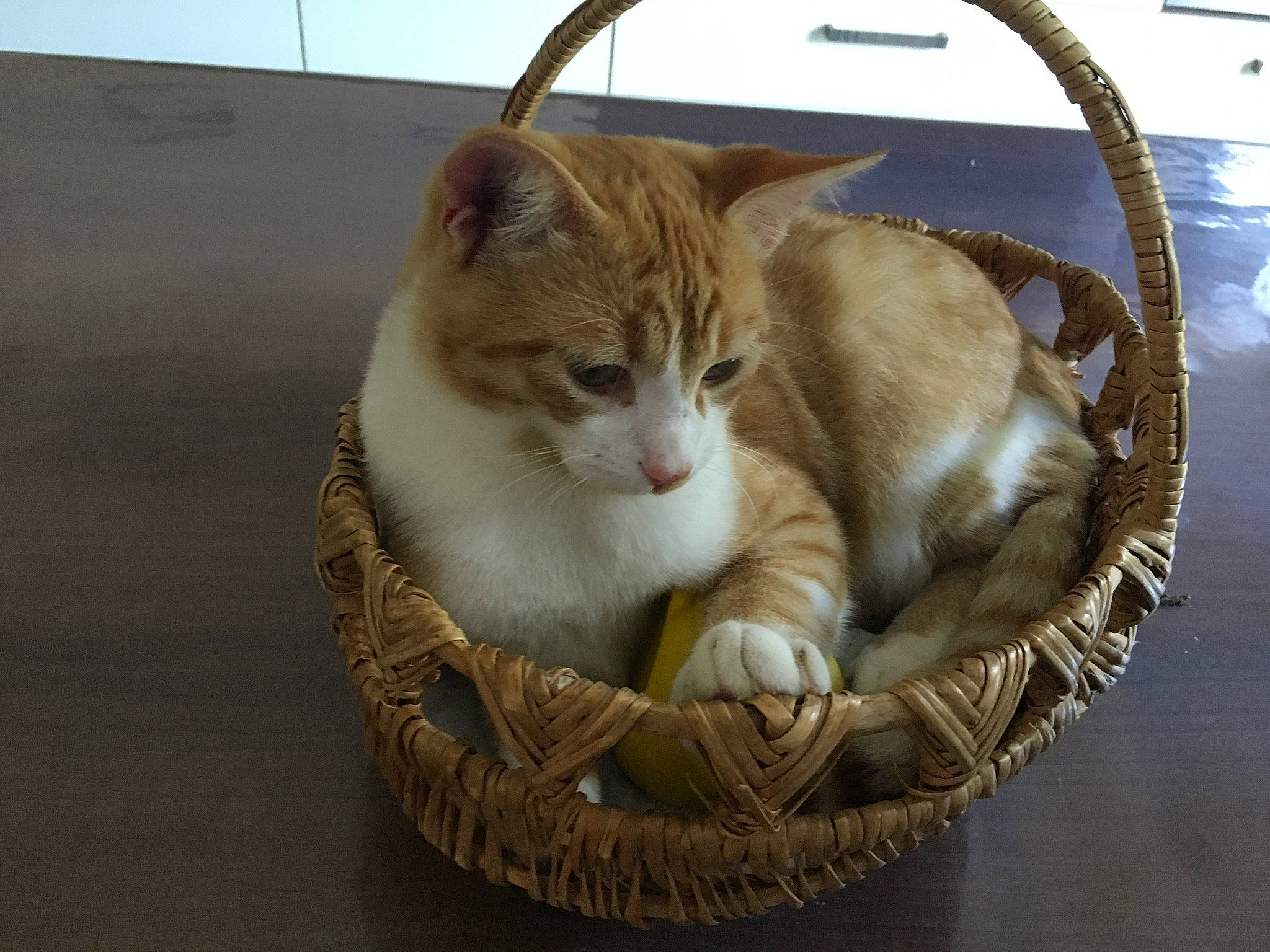 Patrick a rejoint le concours — aidez-le/la à gagner de superbes lots ! aegean_cat, american_wirehair, arabian_mau, australian_mist, basket, carnivore, cat, domestic_short_haired_cat, dragon_li, european_shorthair, fawn, felidae, fur, kitten, small_to_medium_sized_cats, tabby_cat, whiskers, wicker