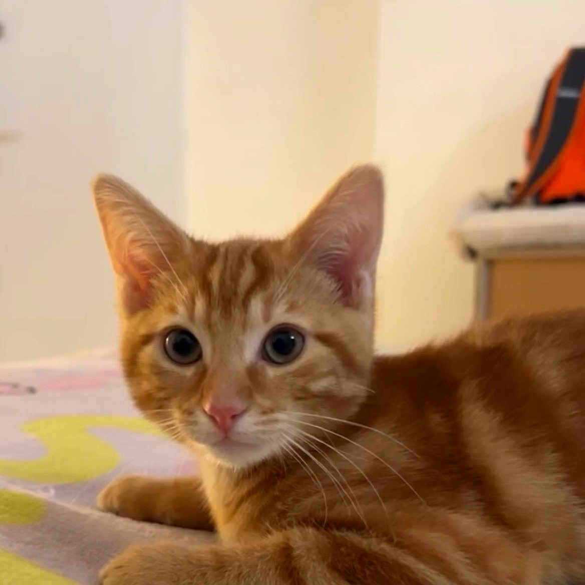 Sunny a rejoint le concours — aidez-le/la à gagner de superbes lots ! animal, bed, blanket, cat, closeup, curious, cute, domestic, ears, eyes, feline, fur, indoor, kitten, orange_tabby, pet, portrait, resting, whiskers, young