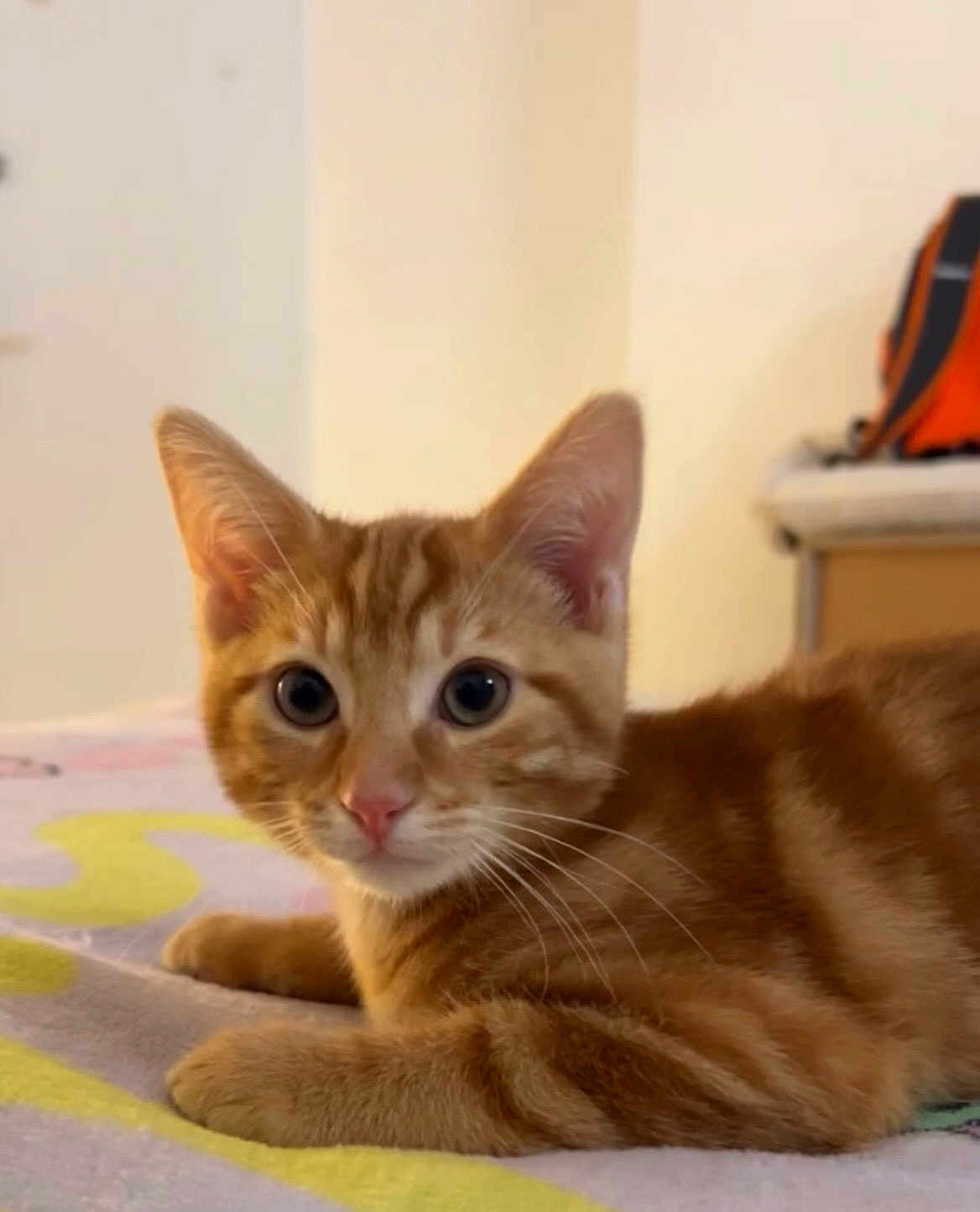 Sunny a rejoint le concours — aidez-le/la à gagner de superbes lots ! cat, kitten, orange_tabby, pet, animal, fur, whiskers, ears, eyes, cute, indoor, bed, blanket, resting, young, feline, domestic, closeup, portrait, curious