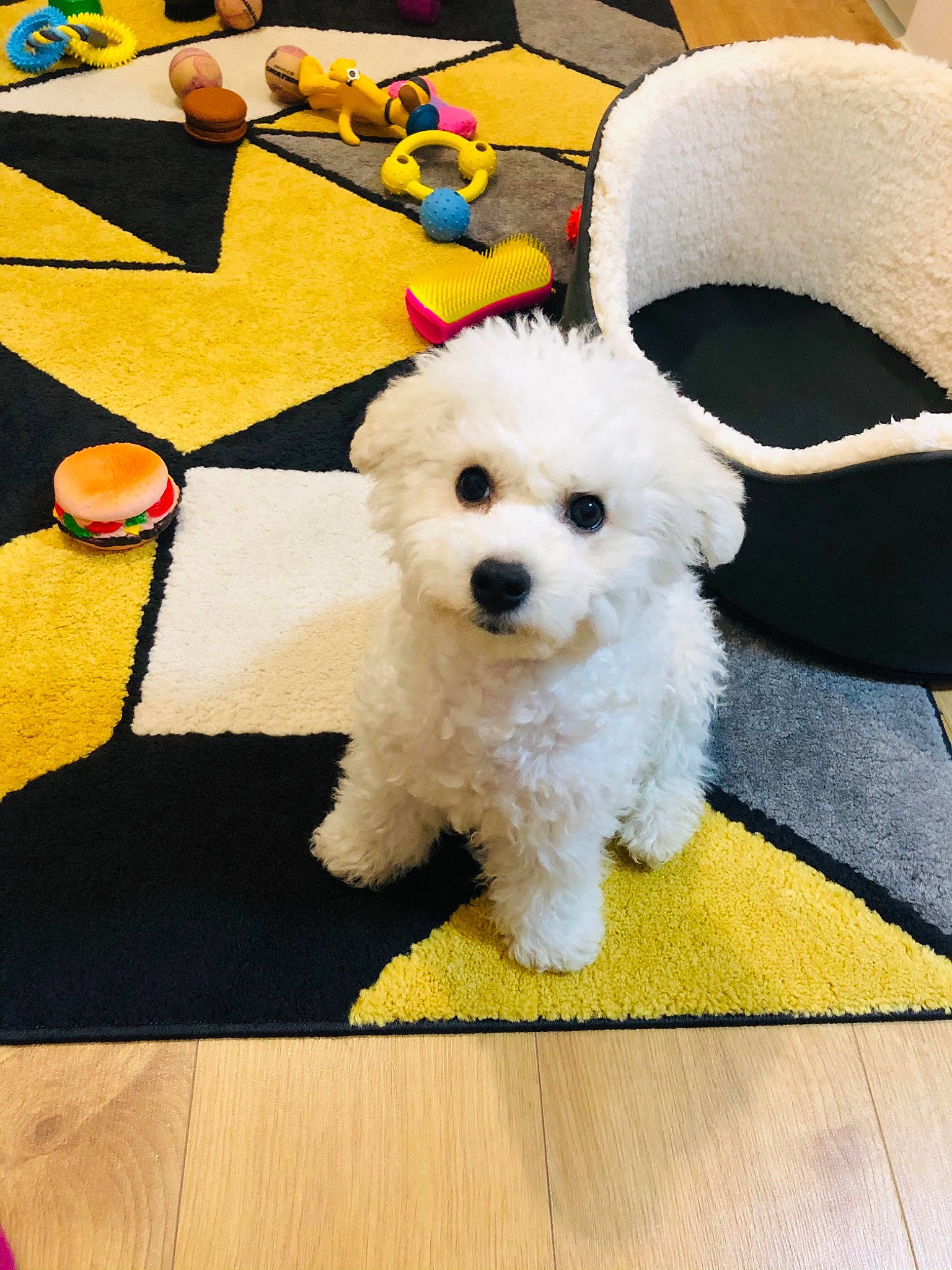 Goofy is registered to the contest to win money with this photo: bichon, canidae, carnivore, companion_dog, dog, dog_breed, flooring, fur, labradoodle, maltepoo, non_sporting_group, poodle, poodle_crossbreed, small_terrier, sporting_group, stuffed_toy, terrier, toy_dog, water_dog, yellow