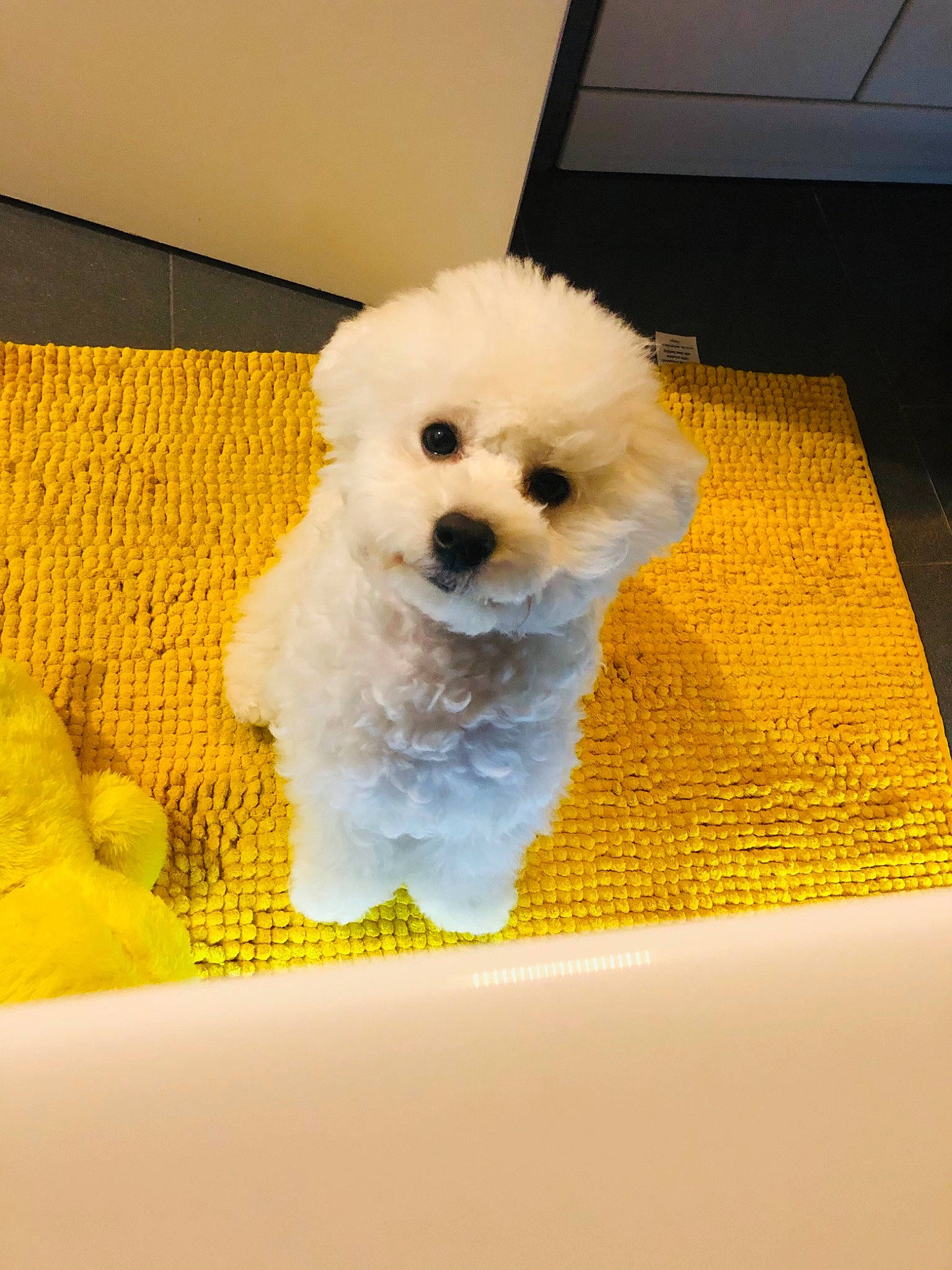 Goofy joined the competition — help win amazing prizes! bichon, canidae, carnivore, chair, companion_dog, computer_keyboard, dog, dog_breed, flooring, maltepoo, non_sporting_group, plant, poodle, puppy, rectangle, sporting_group, toy_dog, water_dog