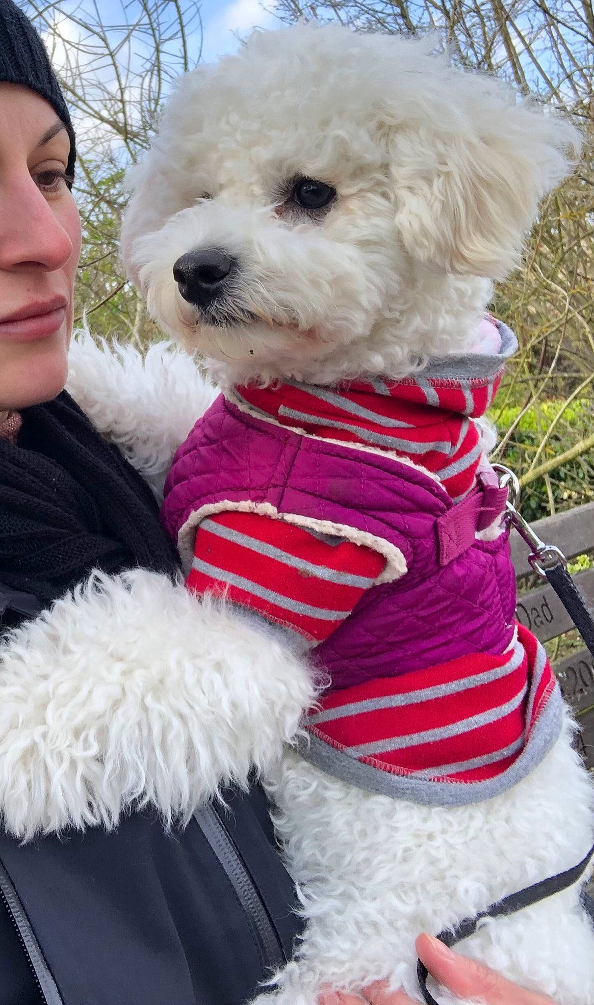 Goofy joined the competition — help win amazing prizes! blue, canidae, carnivore, collar, companion_dog, dog, dog_breed, dog_clothes, dog_collar, dog_supply, fur, pet_supply, pink, poodle, snout, sporting_group, terrier, toy_dog, white, working_animal