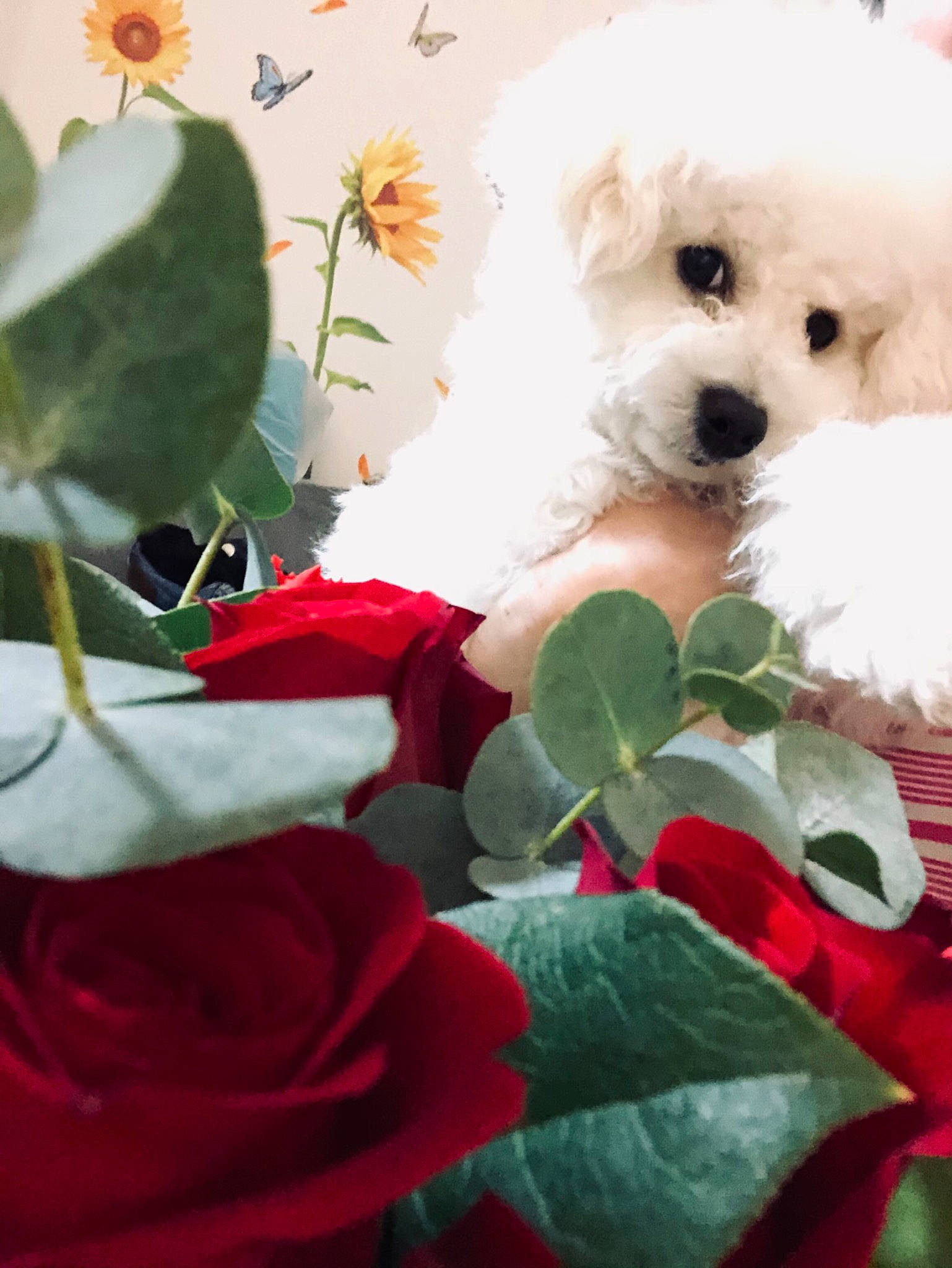 Goofy joined the competition — help win amazing prizes! annual_plant, carnivore, companion_dog, cut_flowers, dog, dog_breed, firefighter, flower, flower_arranging, flowering_plant, green, herbaceous_plant, hybrid_tea_rose, petal, plant, rose, rose_family, rose_order, toy_dog, white