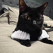 Tilly is registered to the contest to win money with this photo: cat, black_cat, bed, pillow, headboard, blanket, indoor, pet, fur, whiskers, sweater, cozy, resting, feline, animal, domestic, cute, comfort, sleepy, bedroom