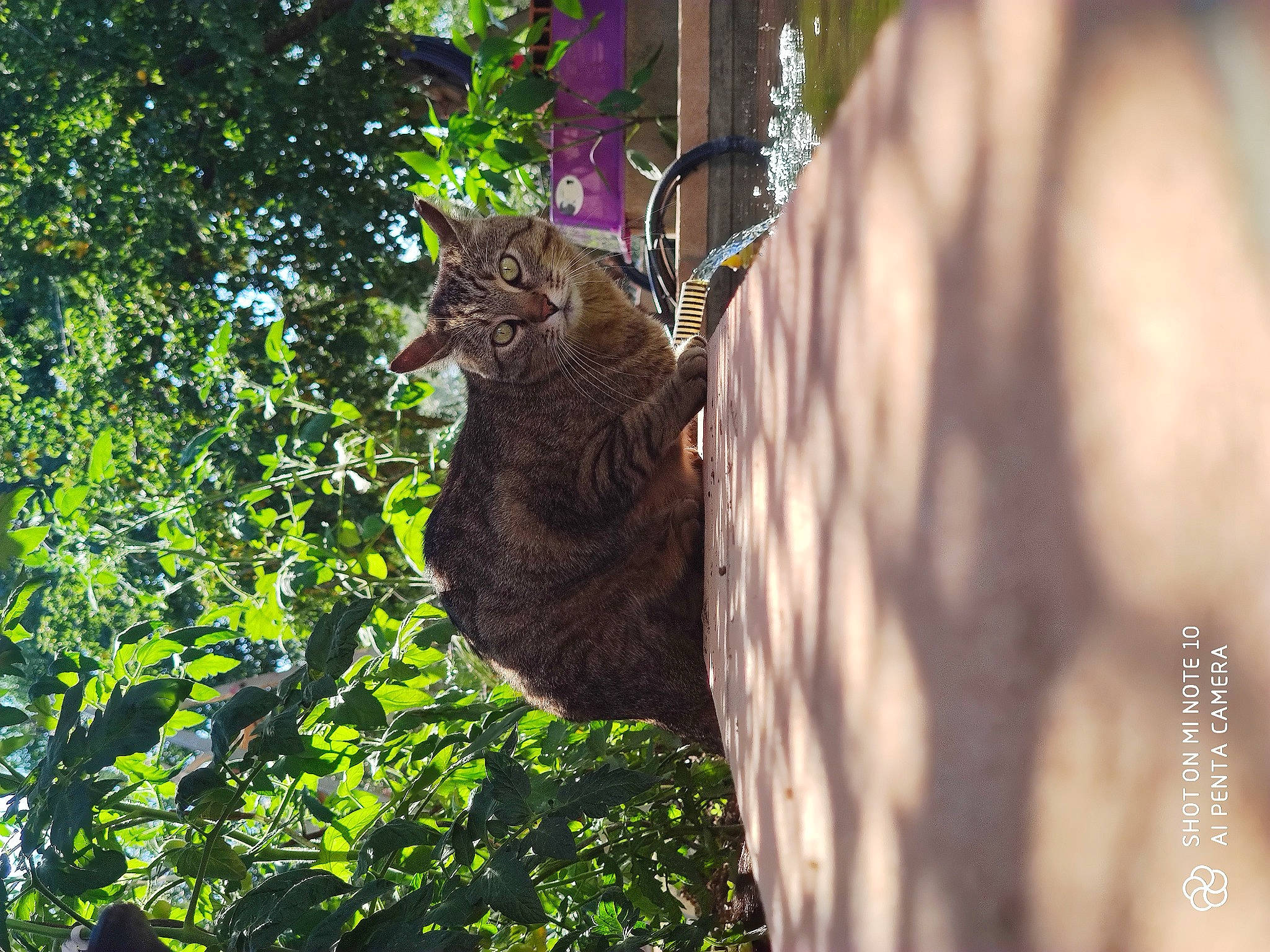 Lewis participe au concours pour gagner de l'argent avec cette photo : beak, carnivore, cat, fawn, felidae, forest, fur, grass, jungle, plant, small_to_medium_sized_cats, terrestrial_animal, terrestrial_plant, tree, trunk, twig, whiskers, wildlife, wood, woodland