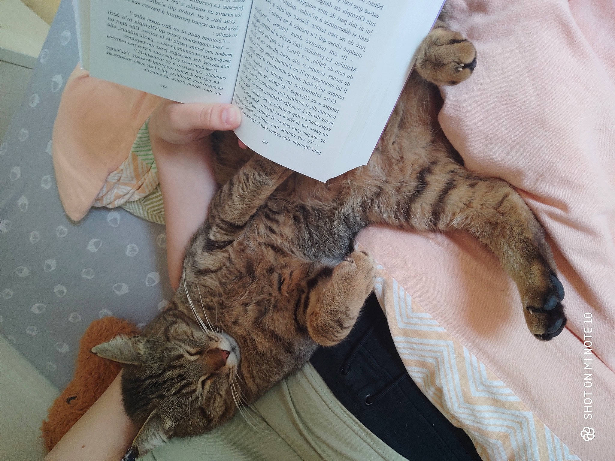 Lewis participe au concours pour gagner de l'argent avec cette photo : bird_of_prey, carnivore, cat, claw, domestic_short_haired_cat, feather, felidae, fur, gesture, human_leg, nail, owl, pattern, paw, publication, small_to_medium_sized_cats, tail, terrestrial_animal, whiskers, wildlife_biologist