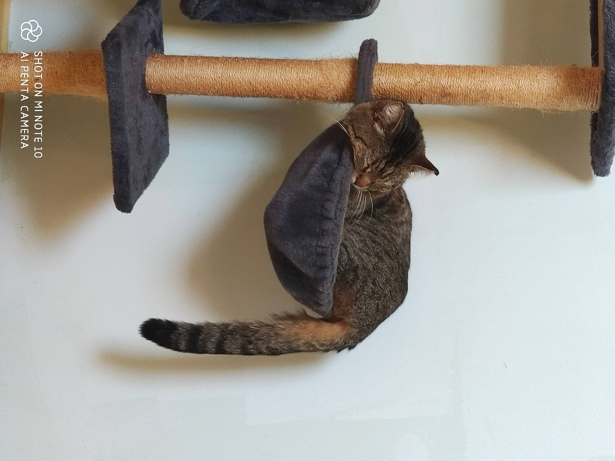 Lewis participe au concours pour gagner de l'argent avec cette photo : art, balance, hardwood, metal, natural_material, tail, terrestrial_animal, tool, twig, wood