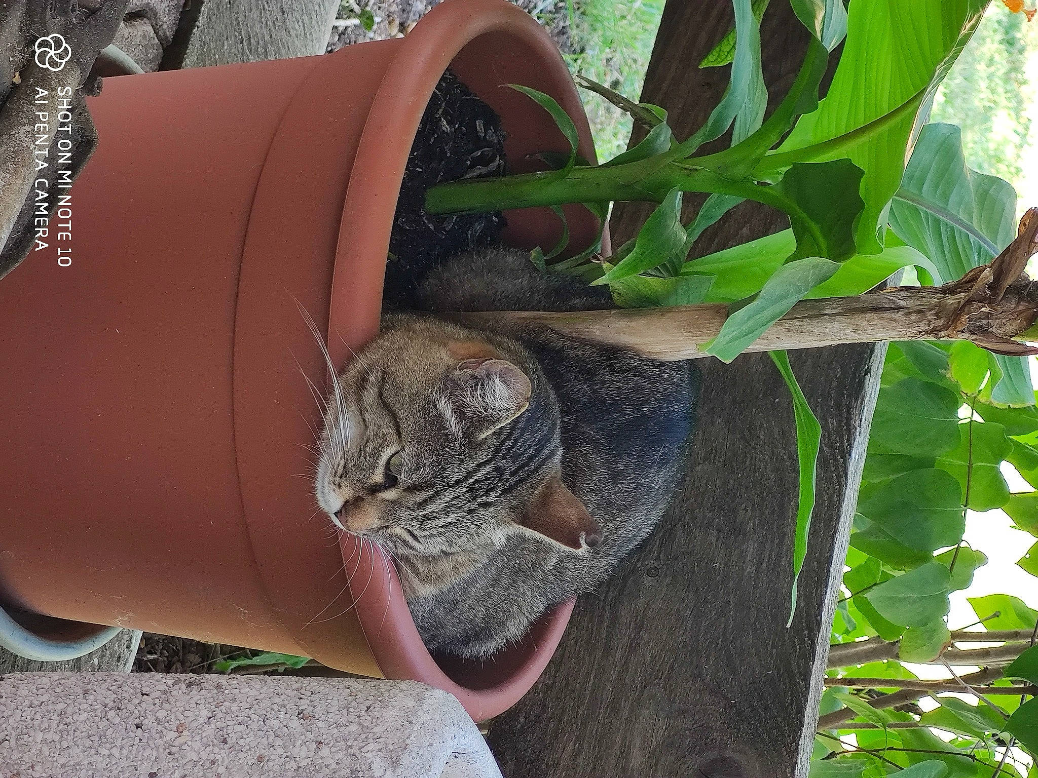 Lewis a rejoint le concours — aidez-le/la à gagner de superbes lots ! automotive_tire, cat, felidae, fender, flowerpot, grass, houseplant, leaf, organism, plant, reptile, small_to_medium_sized_cats, tail, terrestrial_animal, terrestrial_plant, tree, trunk, twig, vehicle_door, wood