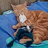 cat, orange_tabby, stuffed_toy, mouse_toy, bed, blanket, blue_blanket, sleeping, cozy, indoor, pet, animal, fur, cute, resting, domestic_cat, home, comfort, toy, relaxation