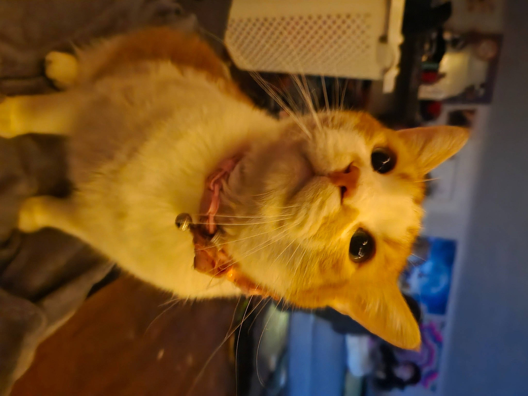 Cheddar is registered to the contest to win money with this photo: canidae, carnivore, cat, domestic_short_haired_cat, ear, eye, fang, fawn, felidae, fur, paw, small_to_medium_sized_cats, snout, sunglasses, tail, whiskers, wood